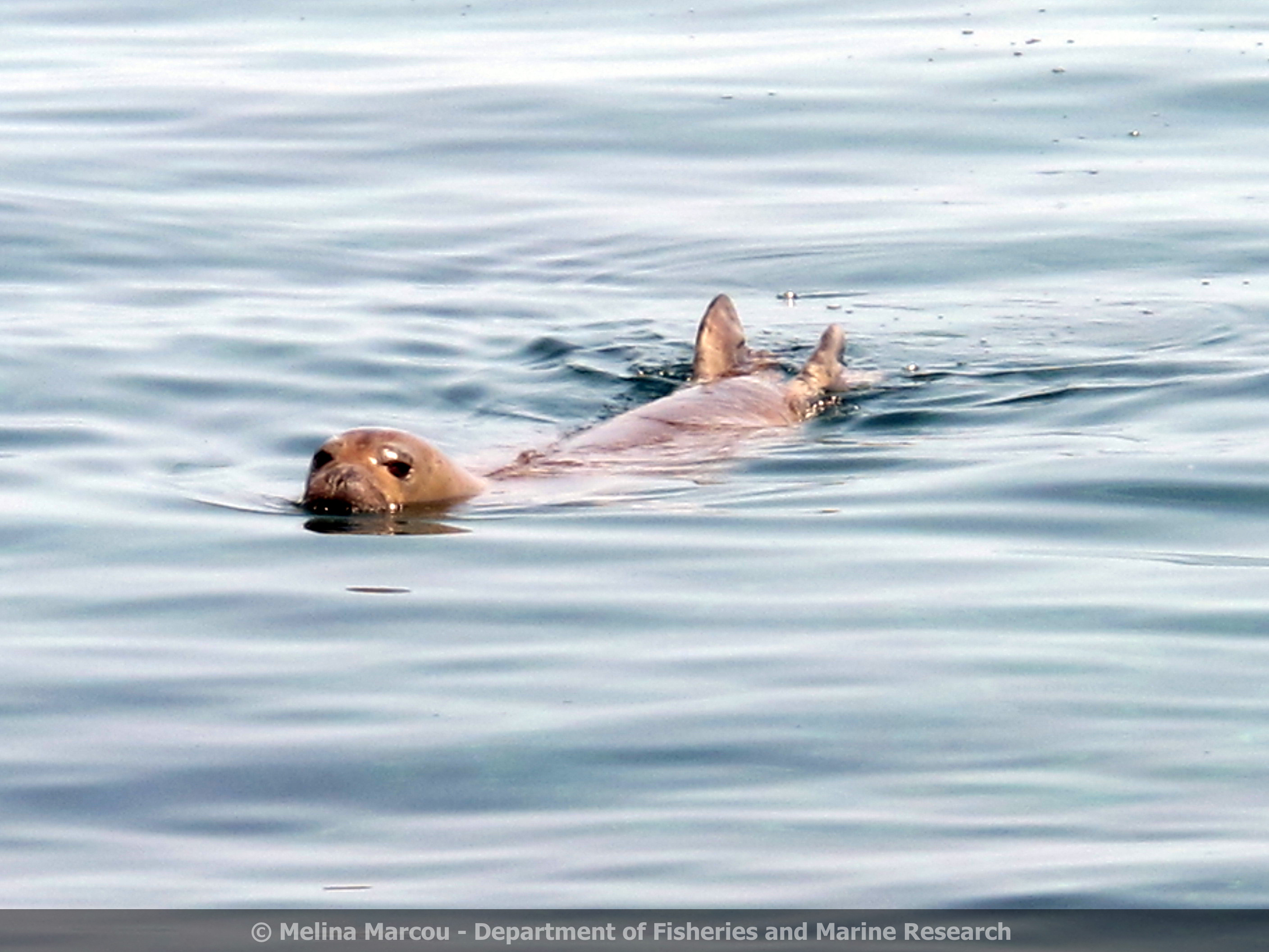 Mediterranean_Monk_Seal_-_cr.jpg