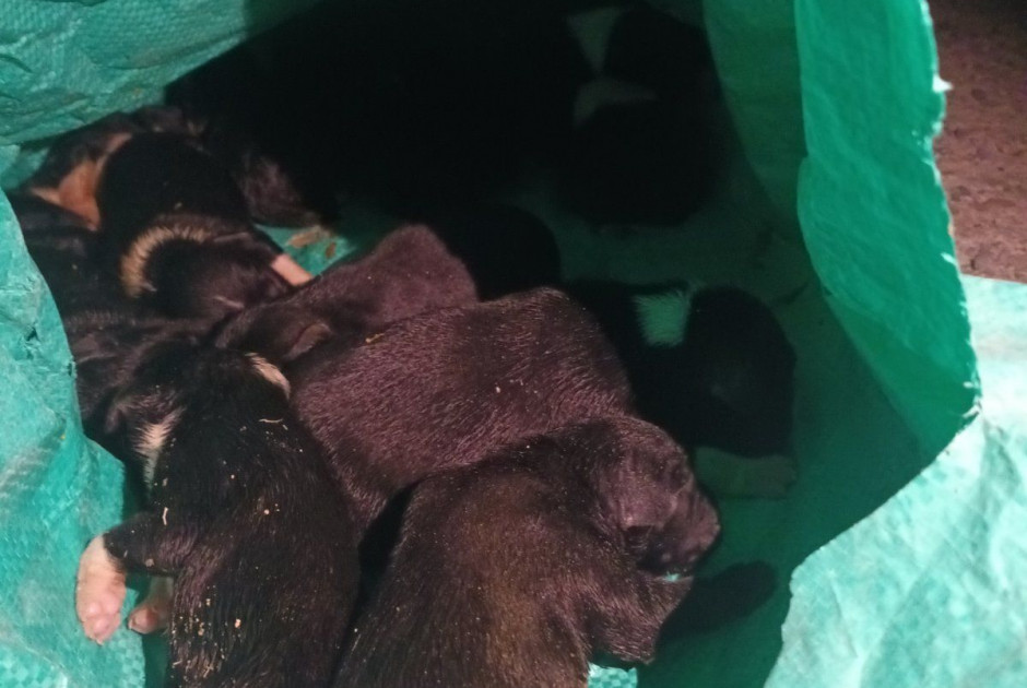 Σκληρές εικόνες: Βρήκαν 11 σκυλάκια πεταμένα στα σκουπίδια