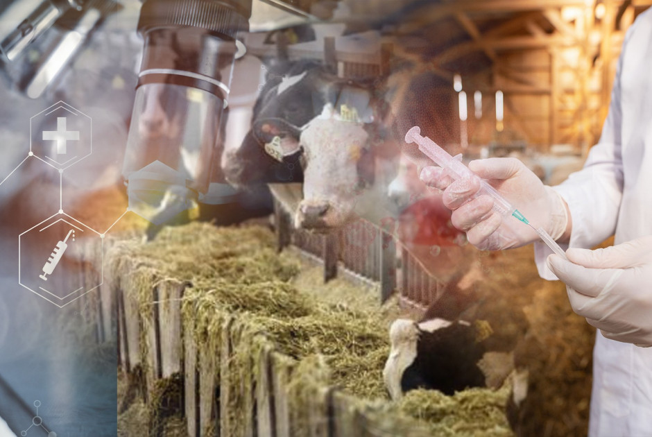 Αφθώδης πυρετός: Πρώτο κρούσμα αιγοπροβάτων στη Δ. Λευκωσία - Άρχισε να κερδίζεται η μάχη;