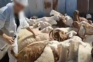 «Κανείς δεν θέλει να συμμετέχει σε ευθανασίες»: Έκκληση να μην στοχοποιούνται οι κτηνίατροι για θανατώσεις λόγω αφθώδους πυρετού