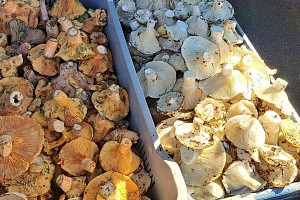 Βγήκαν τα μανιτάρια - Όλα όσα πρέπει να γνωρίζετε (ΒΙΝΤΕΟ)