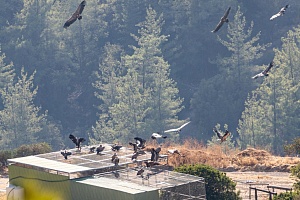 Πάνω από 40 γύπες διασχίζουν τους ουρανούς της Κύπρου (vid)