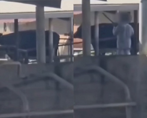 Οργή για θανάτωση αγελάδων με πυροβολισμούς- Τι προνοεί η νομοθεσία (vid)