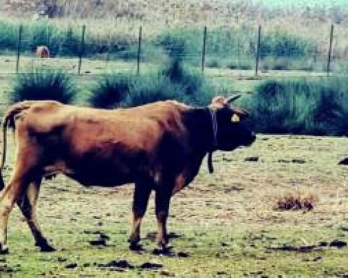 Παρακολουθεί τις εξελίξεις για τον αφθώδη πυρετό στα κατεχόμενα το Τμήμα Τελωνείων-Σε έξαρση το λαθρεμπόριο κρεάτων