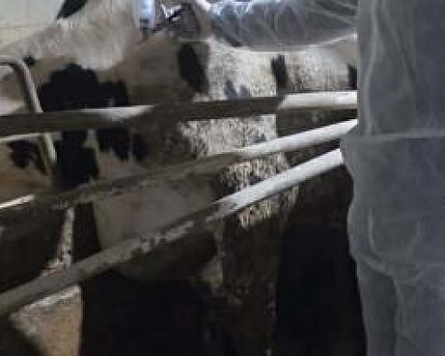 Συνεχίζονται οι εμβολιασμοί στη ζώνη 10 χιλιομέτρων, ενέργειες για προμήθεια εμβολίων για χοίρους-Βλέπουν κτηνοτρόφους οι εμπειρογνώμονες