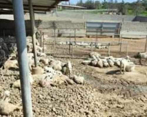 Κατανοούν αλλά χαρακτηρίζουν επιβεβλημένη τη θανάτωση του συνόλου των ζώων σε μονάδες με κρούσματα αφθώδους πυρετού οι Κτηνιατρικές