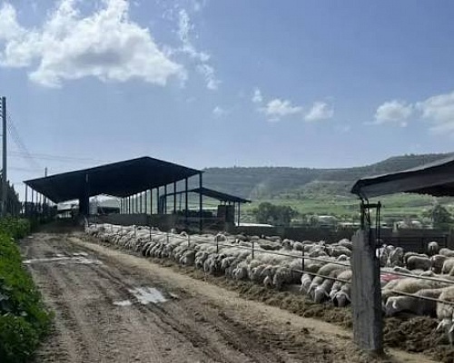 Υπουργικό: Νέα μέτρα στήριξης €6,35 εκατ. σε κτηνοτρόφους για αφθώδη