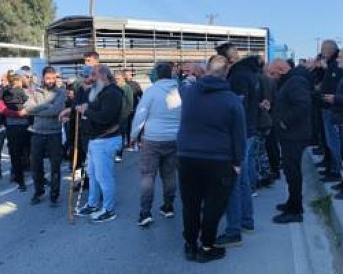 Καζάνι που βράζει ο κτηνοτροφικός τομέας λόγω των θανατώσεων-Περιμένουν Χριστοδουλίδη για να αποφασίσουν κινητοποιήσεις