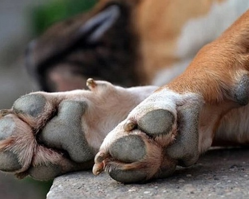 Αδιανόητο! Οργή για τη Μαΐλη: Πυροβόλησαν σκύλο – Ξεσηκωμός για τιμωρία των ενόχων