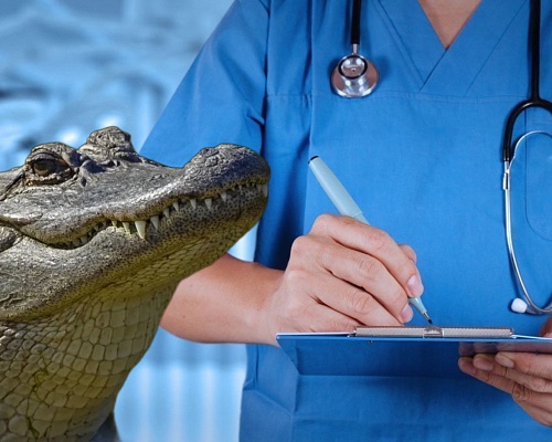 Τα παράλογα... του ΓεΣΥ: Τι γίνεται αν σε δαγκώσει αλιγάτορας ή συγκρουστείς με τρένο