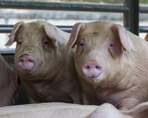 «Ήταν ο μεγάλος μας φόβος»: Γιατί βλέπουν μετακίνηση «πίσω» από το πρώτο κρούσμα αφθώδους πυρετού σε χοίρους