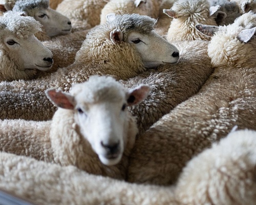 Στις 44 οι εστίες αφθώδους πυρετού – Πάνω από 21.000 αιγοπρόβατα θανατώθηκαν