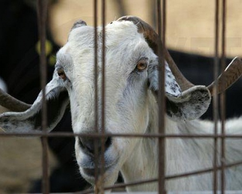 Σαρώνει ο αφθώδης πυρετός: Ακόμη τρεις μονάδες θετικές