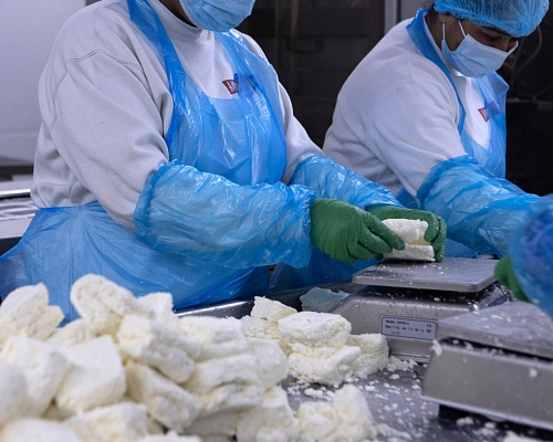 SOS τυροκόμων για μολυσμένο γάλα λόγω αφθώδους πυρετού, μάχη με τον χρόνο για να σωθεί το χαλλούμι