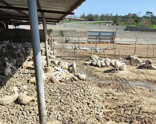 Αφθώδης πυρετός: «Προτεραιότητα η μη εξάπλωση του ιού» - Ζητούν παρέμβαση ΠτΔ