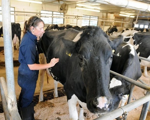 Αφθώδης Πυρετός: Τι είναι, πόσο επικίνδυνος είναι και τι ισχύει για κρέας και γάλα