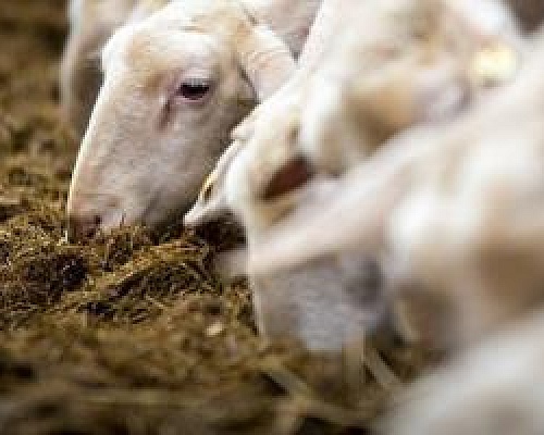 Αυτά είναι τα μέτρα για τον αφθώδη πυρετό-Εικοσιτετράωροι έλεγχοι στα οδοφράγματα, επιτήρηση στην Πράσινη γραμμή και απολυμάνσεις