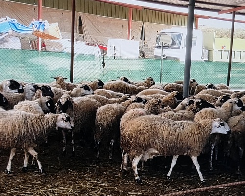 «Είναι τριπλάσια τα έξοδα»: Δραματική έκκληση κτηνοτρόφου για στήριξη μετά την «καραντίνα» ζώων