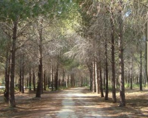 Έκθεση-κόλαφος για το Τμήμα Δασών: Παραχωρήσεις χωρίς τεκμηρίωση και απώλειες