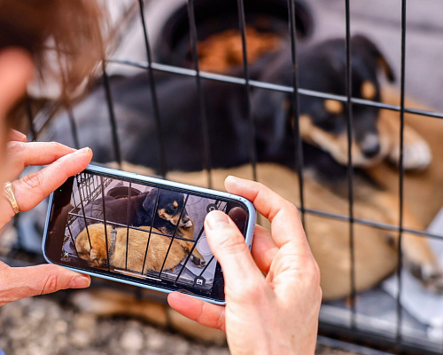 Φρένο στις πωλήσεις σκύλων και γάτων σε pet shops θέλει να βάλει η ΕΕ