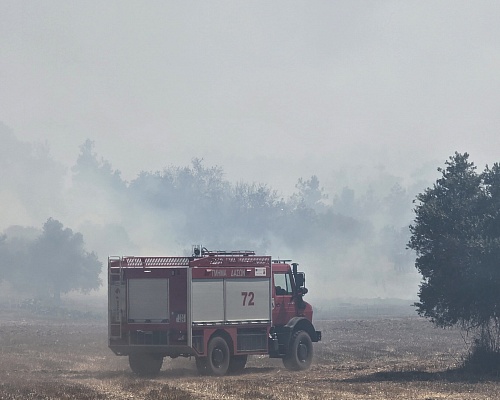 Αιωνόβιες ελιές χάθηκαν από τη μεγάλη φωτιά στ&alp