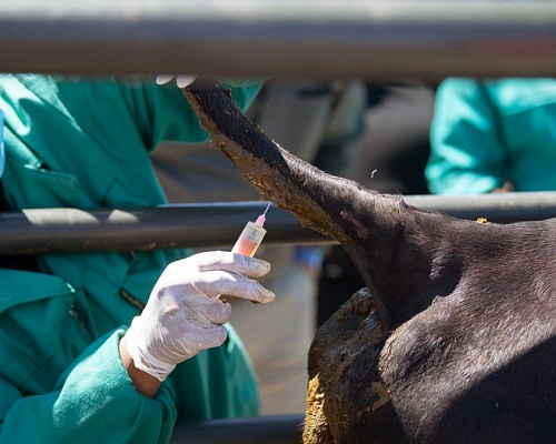 Ασφυκτική κατάσταση στις φάρμες – Σχεδόν 30.000 ζώα θανατώθηκαν, αυστηροί έλεγχοι και απαγορεύσεις