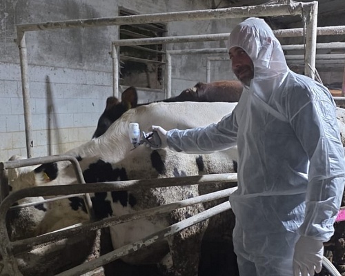 Αφθώδης πυρετός: Φθάνουν σήμερα στην Κύπρο άλλα 50.000 εμβόλια