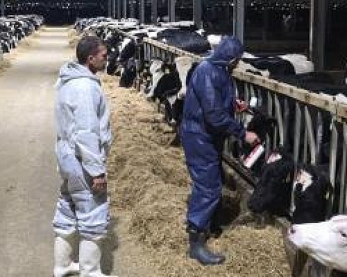 Ο ζωικός χάρτης της Κύπρου και το στοίχημα των εμβολιασμών για περιορισμό του αφθώδους πυρετού-Πρώτος στόχος η θωράκιση της Λάρνακας