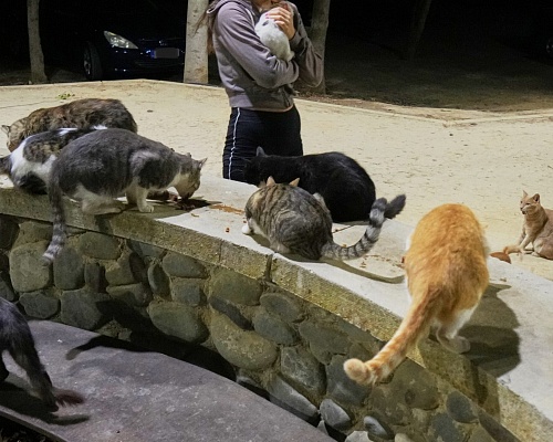 Ανατροπή στην «αρπαγή γάτων»: Η έφοδος στο σπίτι της Γερμανίδας και τι διαπιστώθηκε