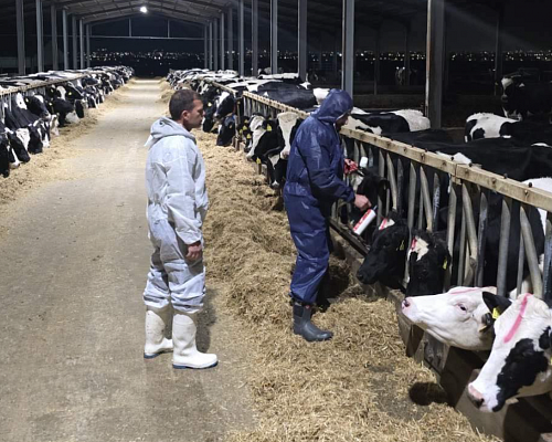 Αφθώδης πυρετός: Κτηνοτρόφοι αντιδρούν στις θανατώσεις, ζητούν σχέδιο αποζημιώσεων