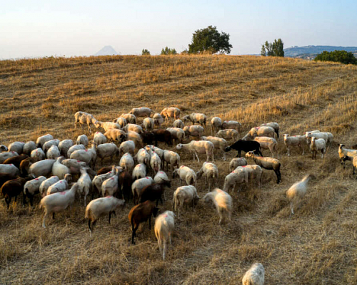 Αναβρασμός στην Ορόκλινη: Κτηνοτρόφοι έκλεισαν δρόμους Στο σημείο Αστυνομία (ΕΙΚΟΝΑ)