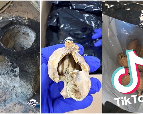 Πουλούσαν μέσω TikTok ναρκωτικά – παπαρούνα για 25 ευρώ το γραμμάριο. Μπαράζ επιχειρήσεων
