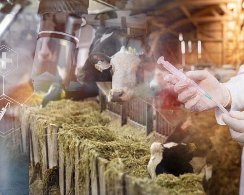 Αφθώδης πυρετός: Πρώτο κρούσμα αιγοπροβάτων στη Δ. Λευκωσία - Άρχισε να κερδίζεται η μάχη;